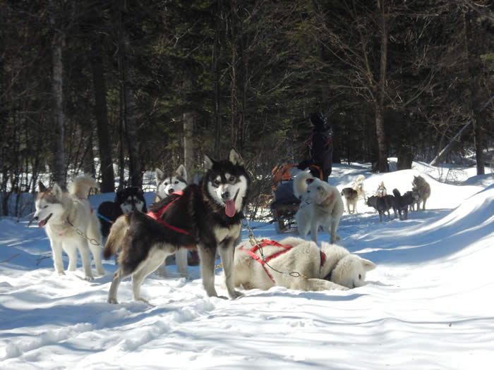 Randonneé En Traineau à Chien Mont Sainte Anne Secrets - 